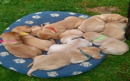 Labrador Retriever dogs for sale: KC Registered Labrador Puppies for sale  - Image 1