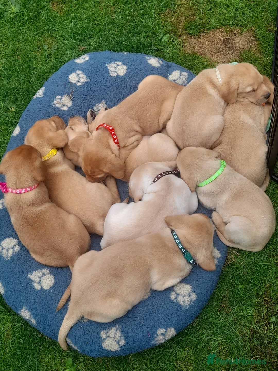 Labrador Retriever dogs for sale: KC Registered Labrador Puppies for sale  - Image 1