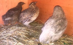 Quail poultry for sale: QUAIL HATCHING EGGS/1ST SEPTEMBER ! - Image 30