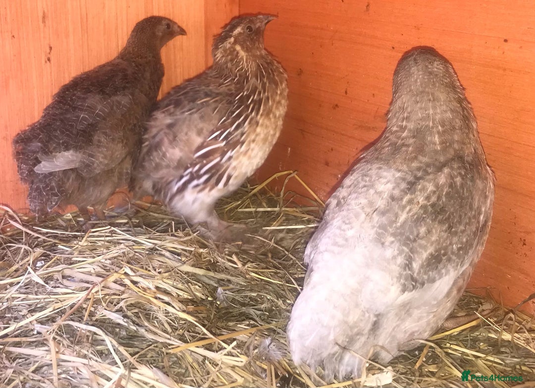 Quail poultry for sale: QUAIL HATCHING EGGS/1ST SEPTEMBER ! - Image 30