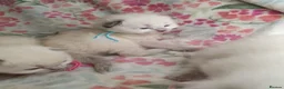 Ragdoll cats for sale: 💖 Beautiful Ragdoll kittens for Sale 💖 - Advert 12