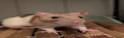 Rat rodents for sale: 4 female rats with cage and accessories  - Advert 3