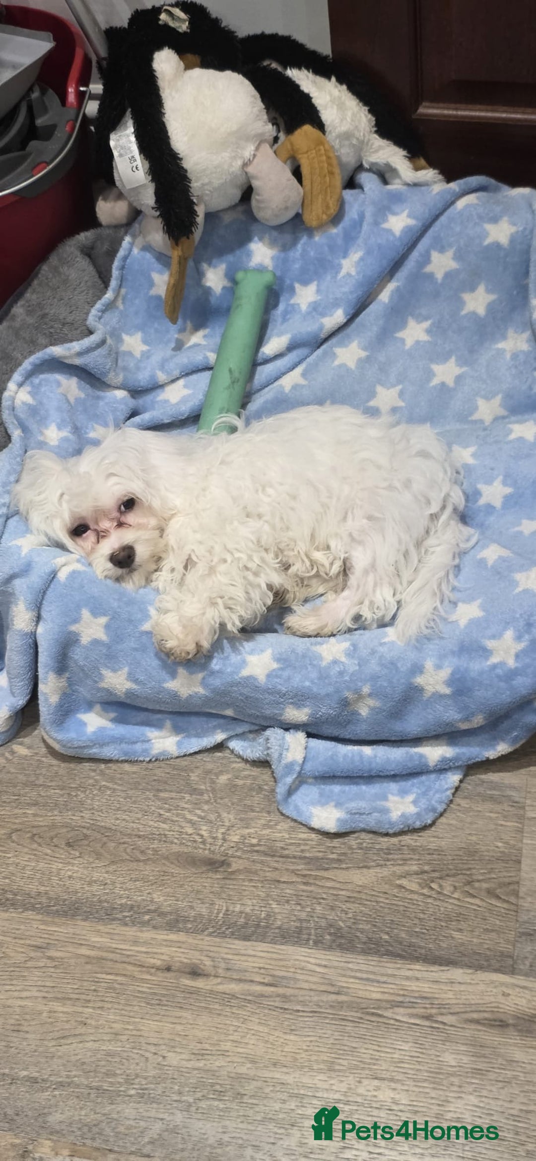 Maltese dogs for sale: Puppy named Bambi  - Advert 4