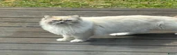 Mixed Breed cats for sale: Ragdoll x Siberian mix kittens  in Peacehaven - Advert 15