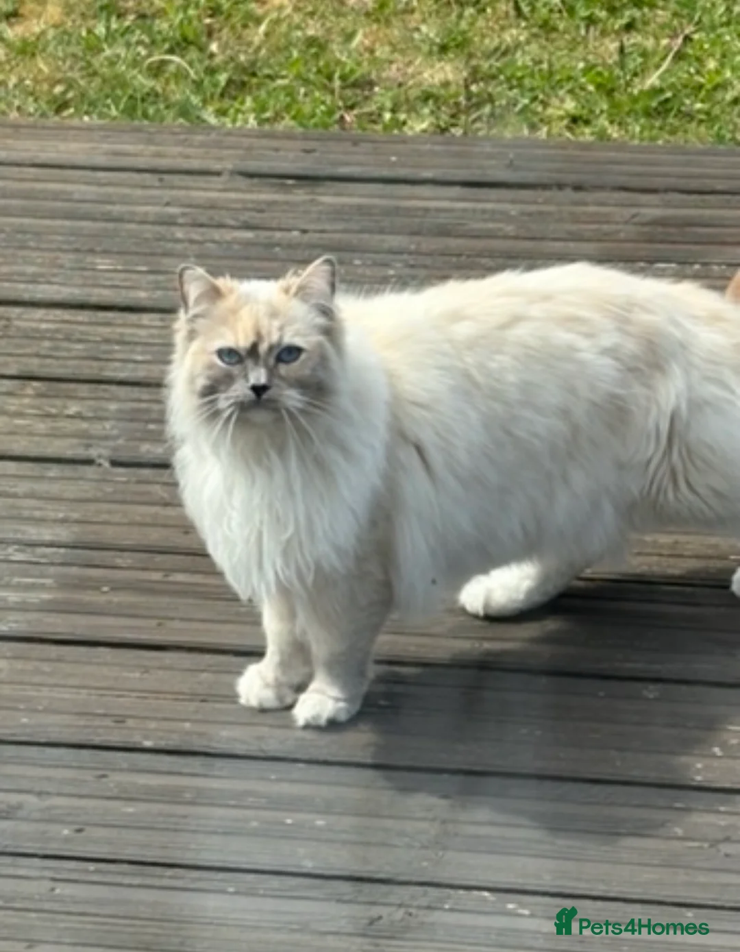 Mixed Breed cats for sale: Ragdoll x Siberian mix kittens  in Peacehaven - Advert 15
