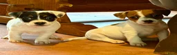 Jack Russell dogs for sale: Traditional Jack Russell Terriers  - Advert 2