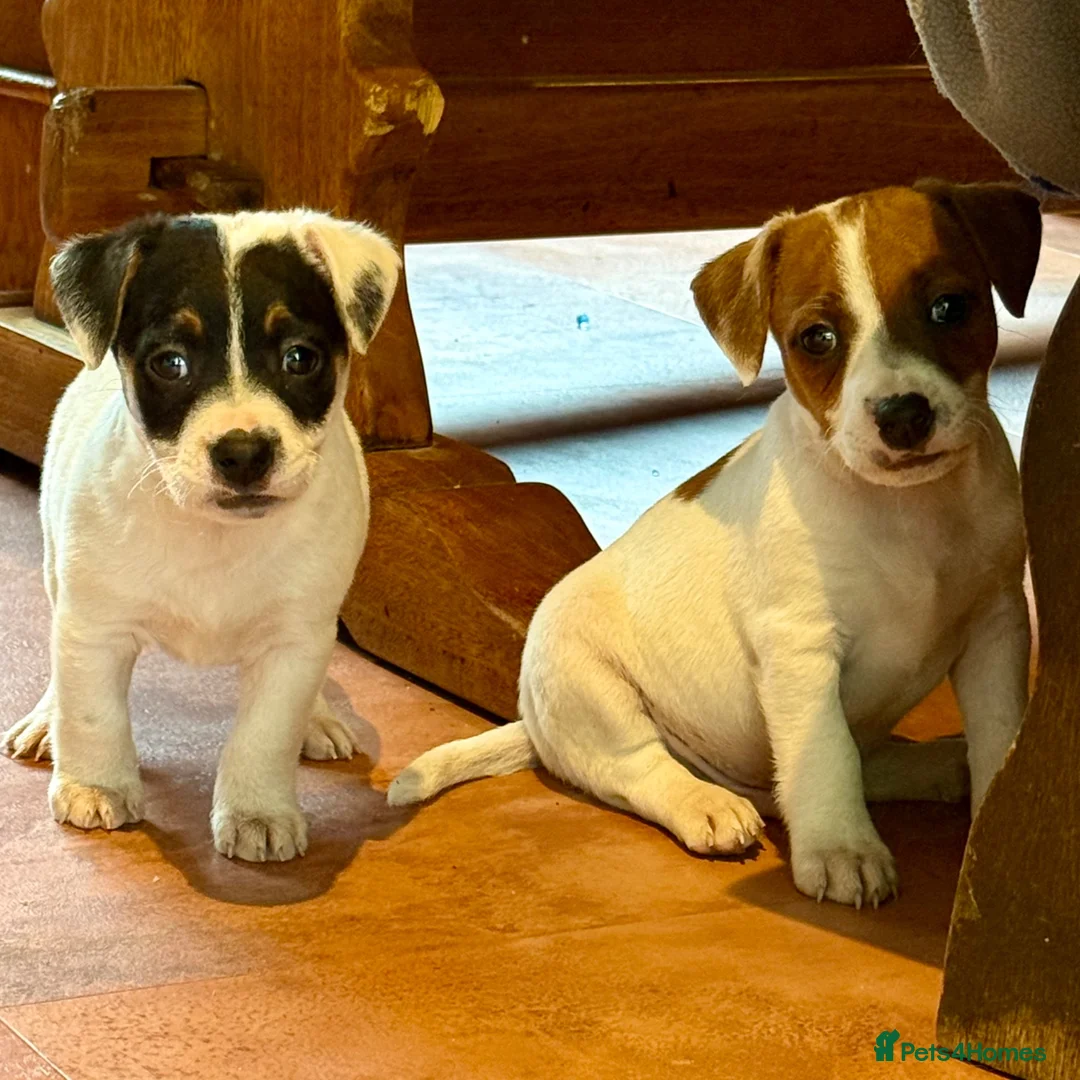 Jack Russell dogs for sale: Traditional Jack Russell Terriers  - Advert 2