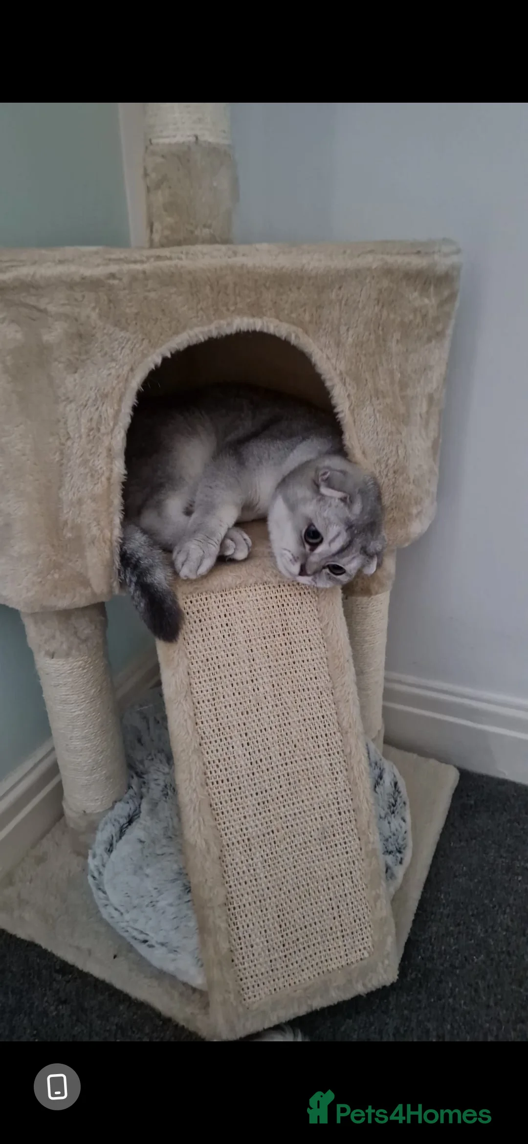 Scottish Fold cats for sale: Male chinchilla Scottish fold 18 months old - Advert 6