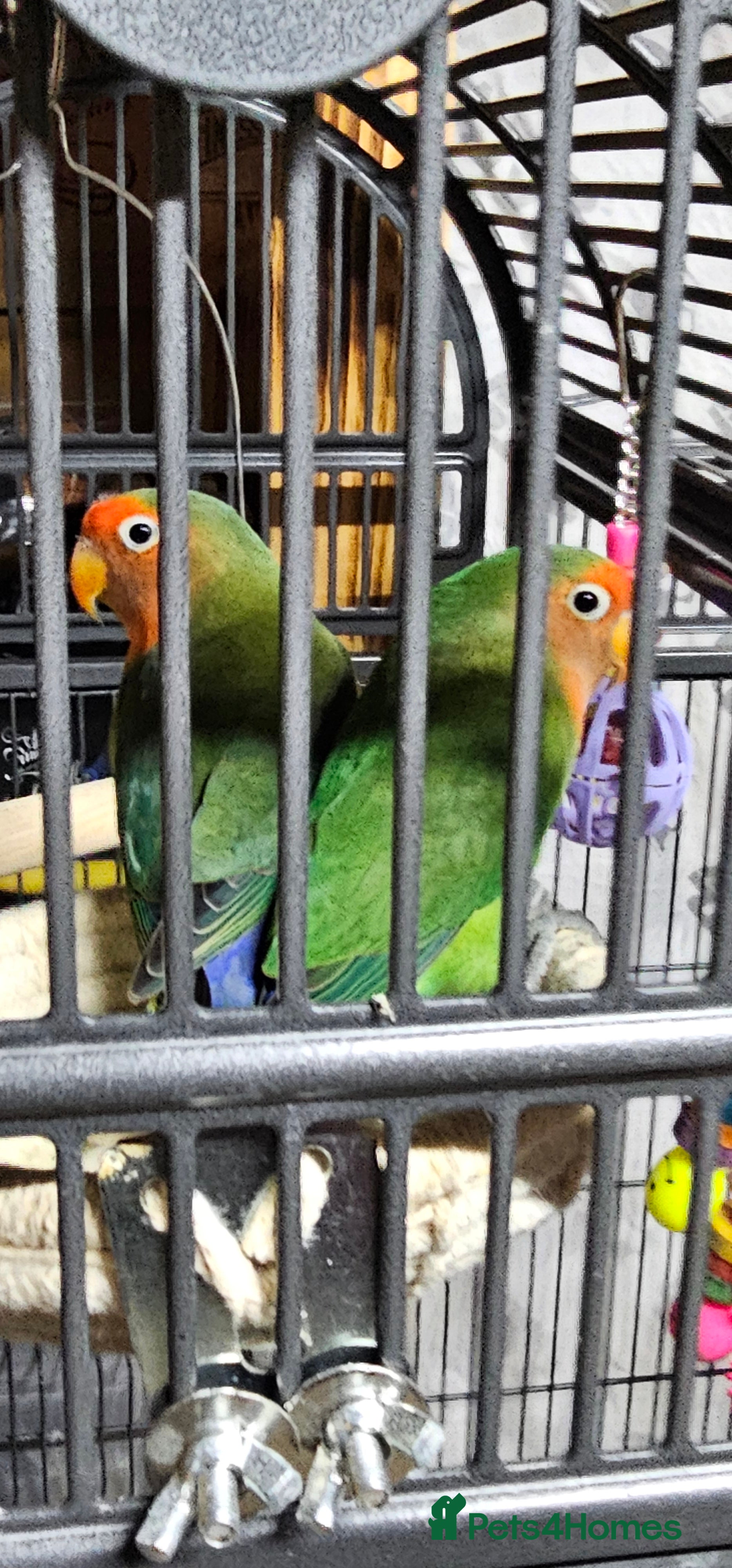 Lovebirds birds Pair hybrid lovebirds - Advert 9