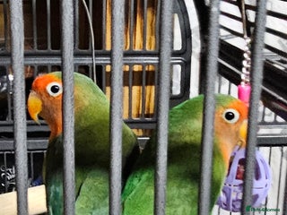 Lovebirds birds for sale - Advert 1