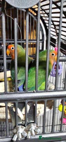 Lovebirds birds - Advert 1