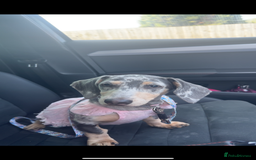 Miniature Dachshund dogs for sale: dotty, blue dapple miniature dachshund - Advert 1