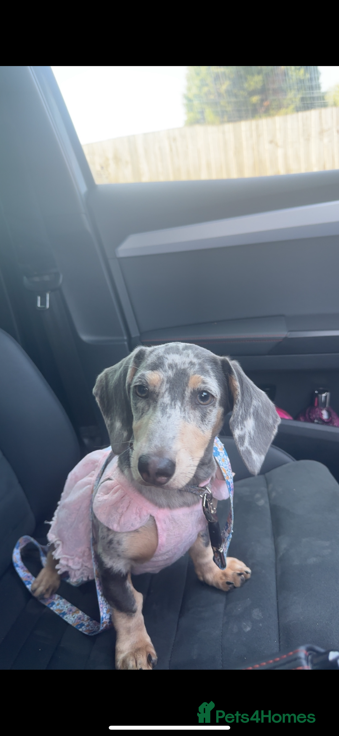 Miniature Dachshund dogs for sale: dotty, blue dapple miniature dachshund - Advert 1