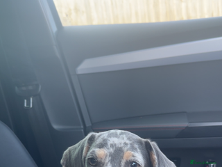 Miniature Dachshund dogs for sale: dotty, blue dapple miniature dachshund - Advert 1