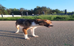 Mixed Breed dogs for adoption: 💖🐶 BRIDGET 🐶💖 - Image 2
