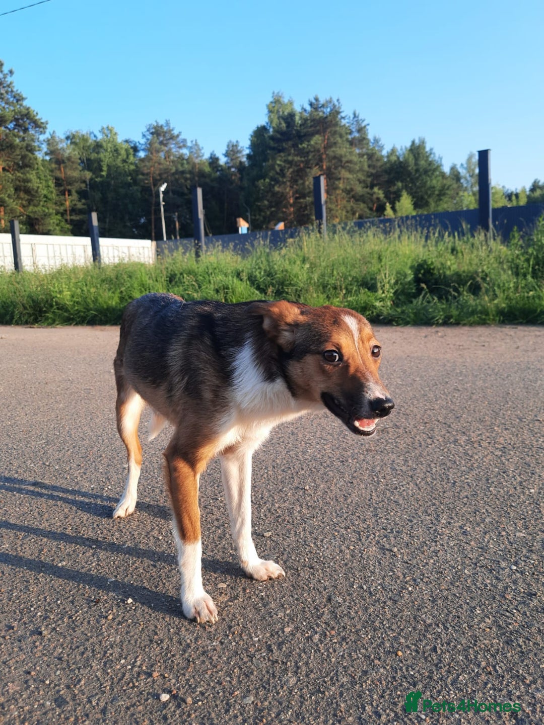 Mixed Breed dogs for adoption: 💖🐶 BRIDGET 🐶💖 - Image 2