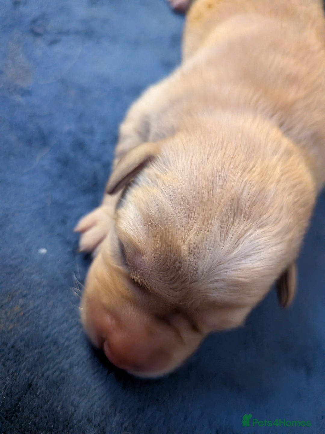 Goldador dogs for sale: Goldador puppies - all reserved  - Advert 3