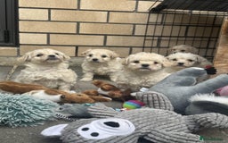 Bichon Frise dogs for sale: last 3 bichon frise remaining - Image 9