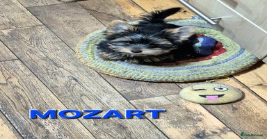 Yorkshire Terrier dogs - Advert 7