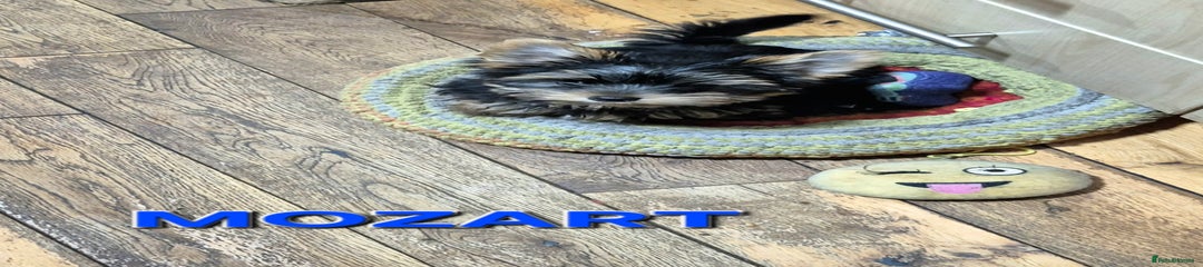Mozert 