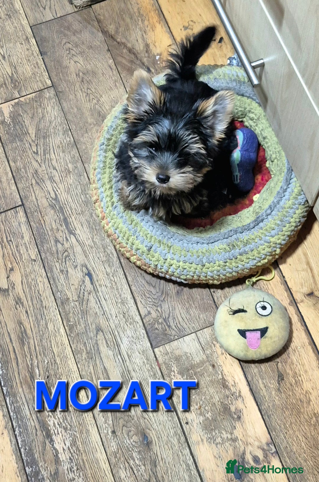 Yorkshire Terrier dogs for sale: Yorkshire Terrier Baby face boys for Sale  😍 - Image 3