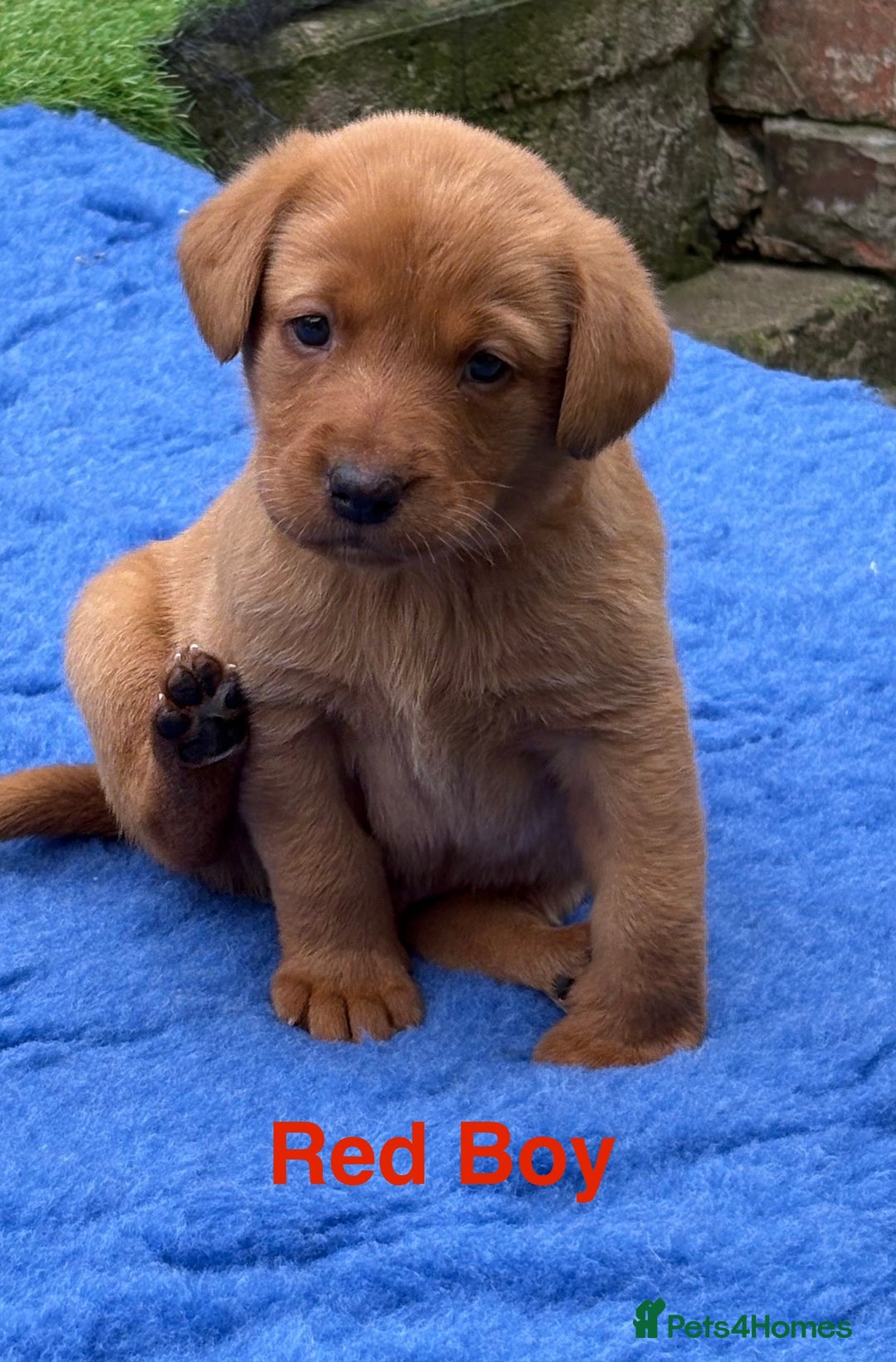 Labrador Retriever dogs for sale: Beautiful KC Fox Red Pups. 0/0 hip/elbow mum & dad - Image 9