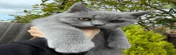British Shorthair cats for sale: Lovely British Shorthair kittens for sale! - Advert 3