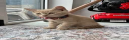 Mixed Breed cats for sale: Kitten  in Hornchurch - Advert 3