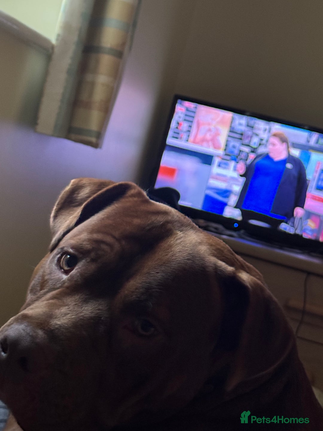 Mixed Breed dogs for sale: Neutered Staffy Cross Male For Rehoming  - Image 6