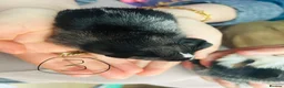 Guinea Pig rodents for sale: We have two litters of guinea pigs - Advert 11