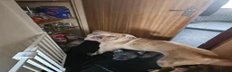 Mixed Breed dogs for sale: Cane corso cross bullmastiff  in Bexley - Advert 2