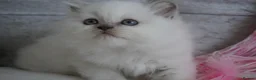 British Shorthair cats for sale: 💙Last kitten💙 - Advert 3