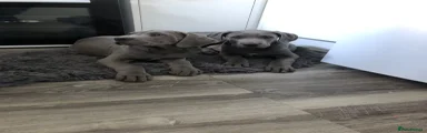 Great Dane 6