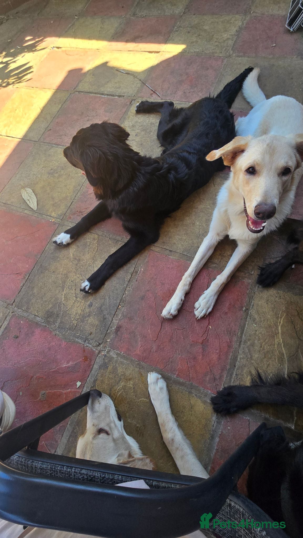 Sheprador dogs Fully trained Sheprador pups :) - Advert 1