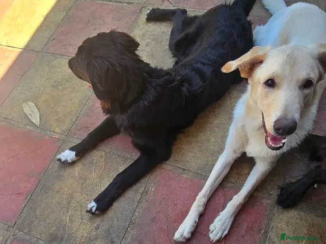 Sheprador dogs for sale: Fully trained male Sheprador pup - Advert 1