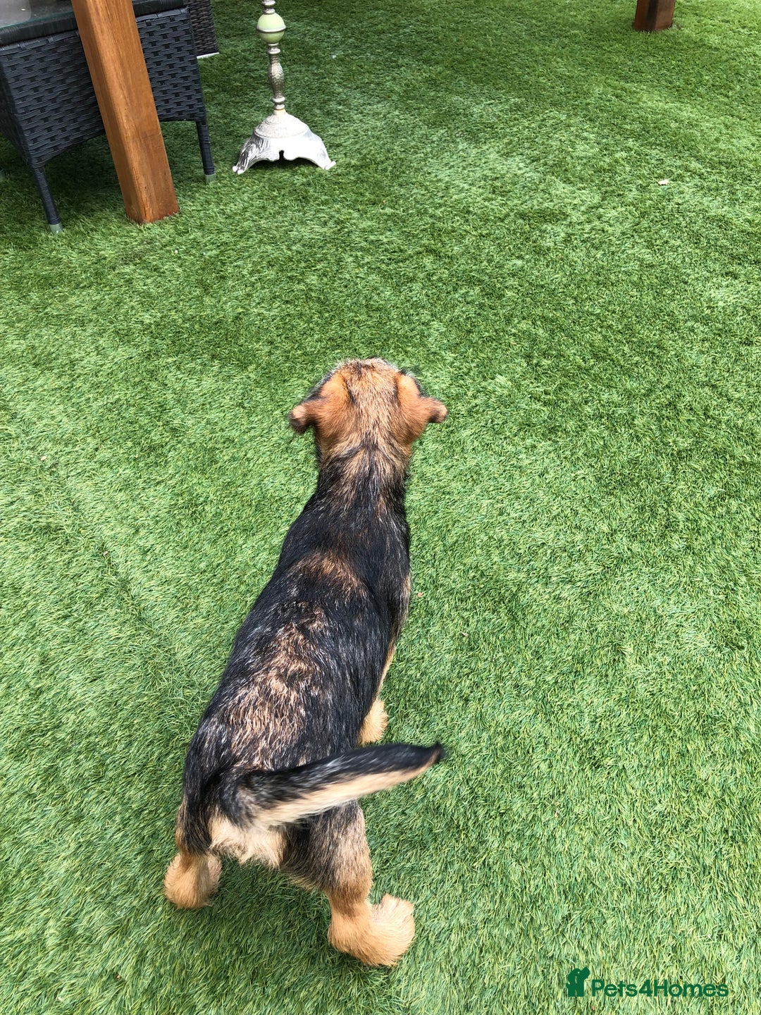 Border Terrier dogs for sale: 2 boys KC Border Terrier Pups SLEM CLEAR  - Image 11