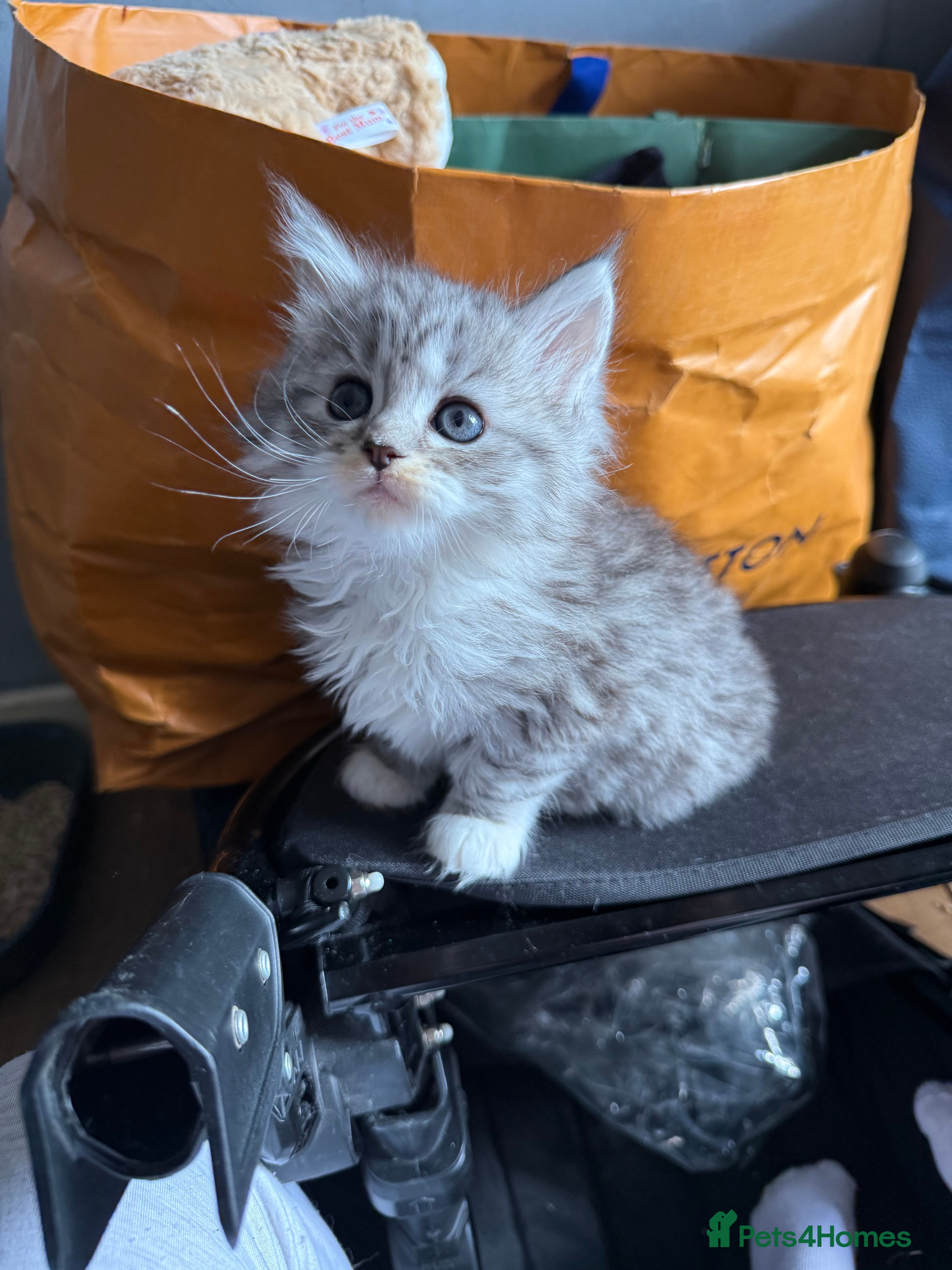 Mixed Breed cats for sale: Maine coon x Persian kittens  - Advert 11