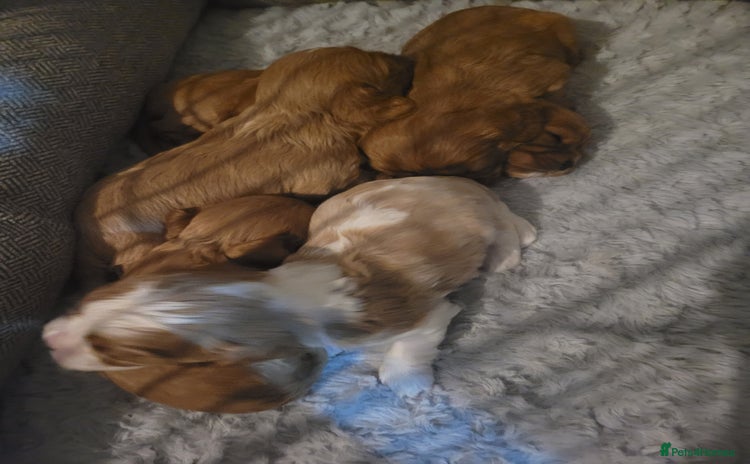 Cavalier King Charles Spaniel dogs - Advert 12