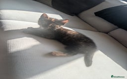 Mixed Breed cats for sale: Beautiful kittens - Image 6
