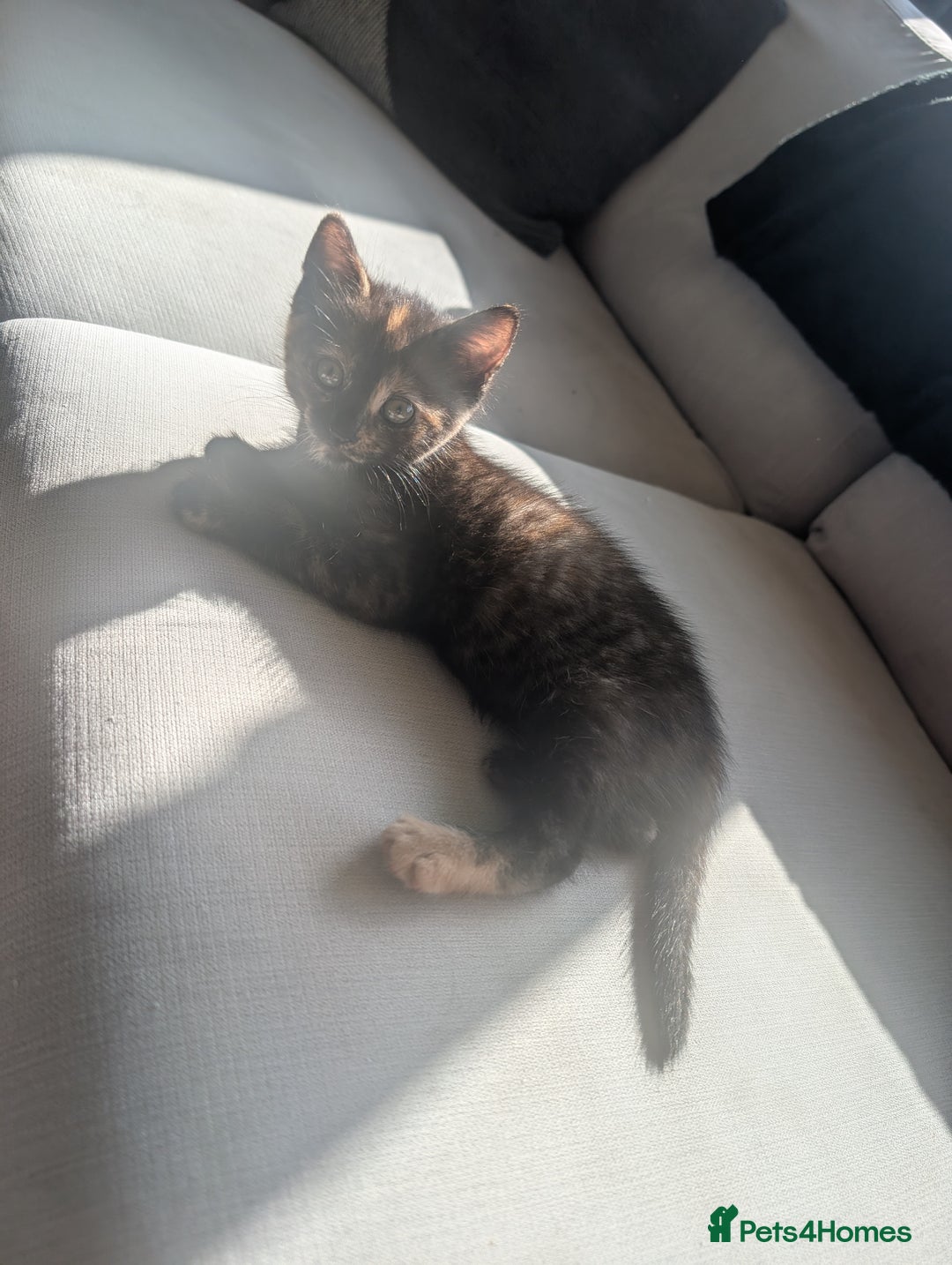 Mixed Breed cats for sale: Beautiful kittens - Image 6