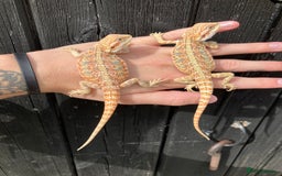 Bearded Dragon reptiles for sale: Various Bearded Dragon Morphs in Downham Market - Image 17