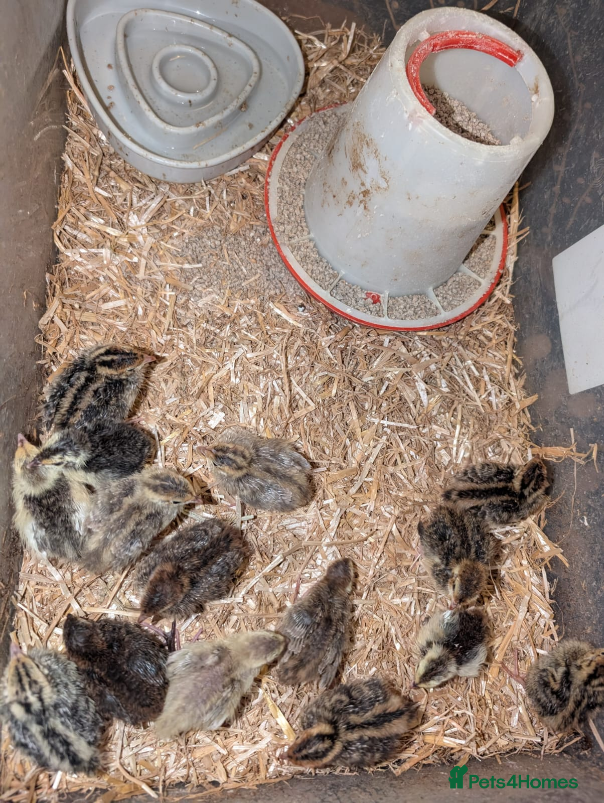 Chickens poultry Brahma x warren chicks and some sexed quail - Advert 19