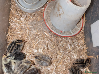 Chickens poultry for sale: Coturnix quails And Pekin bantams - Advert 1