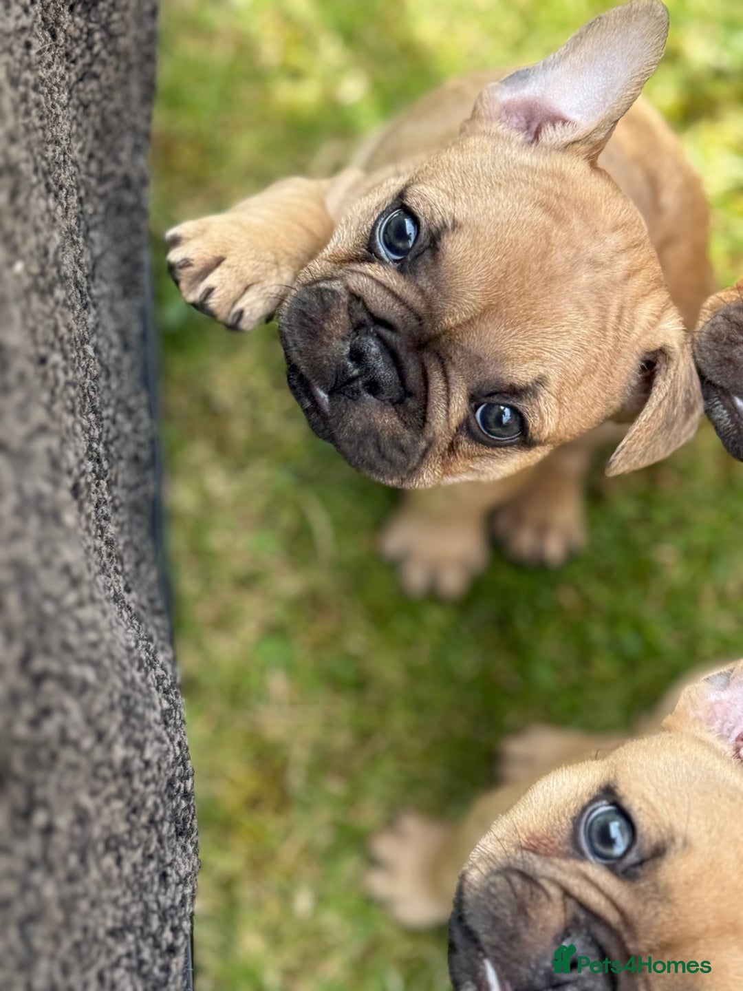 French Bulldog dogs for sale: KC HEALTH TESTED STANDARD FRENCH BULLDOG PUPS - Image 12