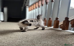 Ragdoll cats for sale: Ragdoll Kittens  - Image 6