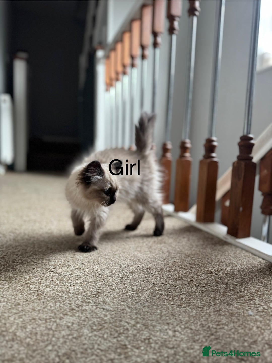 Ragdoll cats for sale: Ragdoll Kittens  - Image 6
