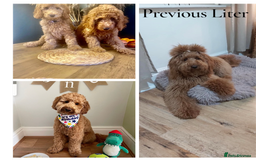 Labradoodle dogs for sale: Premium Multigen Labradoodle Puppies  - Advert 9