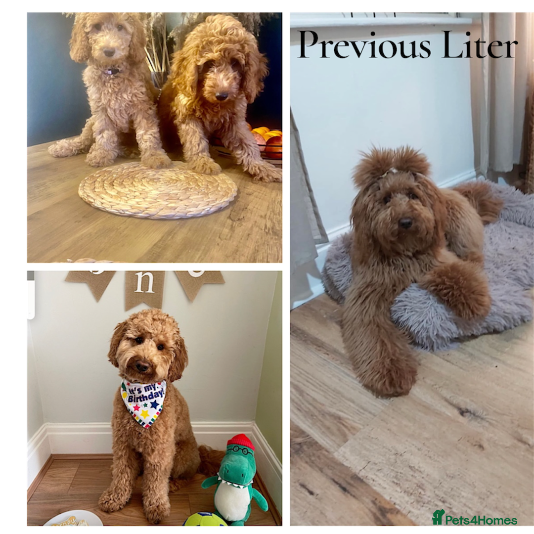 Labradoodle dogs for sale: Premium Multigen Labradoodle Puppies  - Advert 9