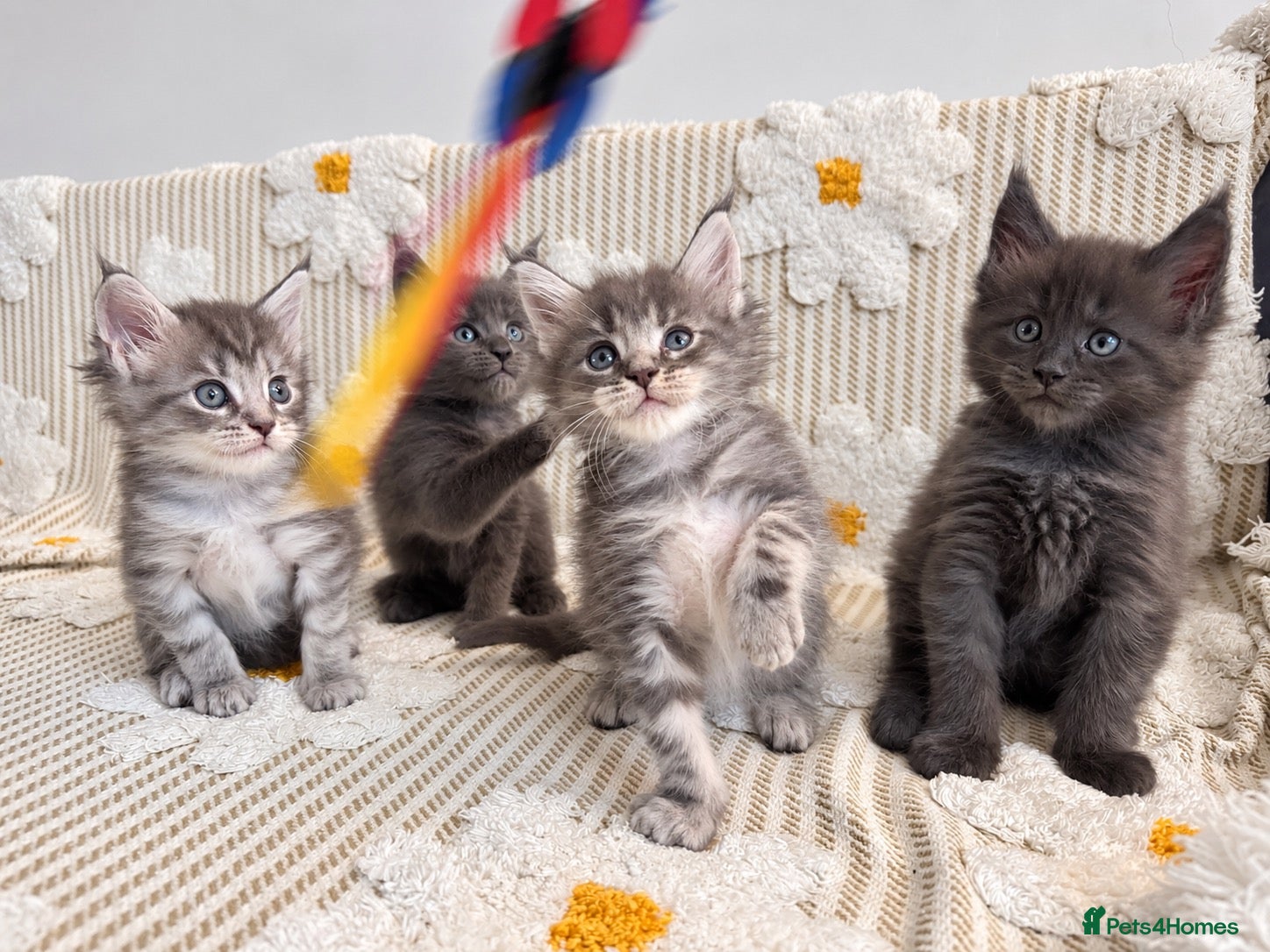 Maine Coon cats Tica Registered 5 Russian Mainecoon   - Advert 2