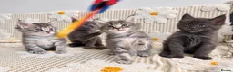 Maine Coon cats for sale: Tica Registered 5 Russian Mainecoon   - Advert 15